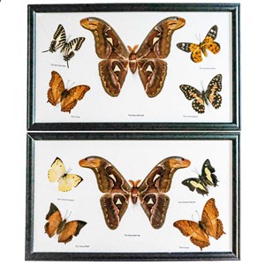 Cadre 37 x 22 cm 5 papillons